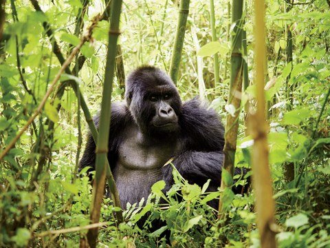 Expert guide on how to combine South Africa safari with Uganda gorilla trekking